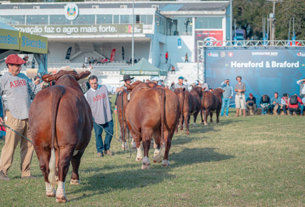 Qualidade dos exemplares Hereford e Braford refletirá crescimento das raças nesta Expointer