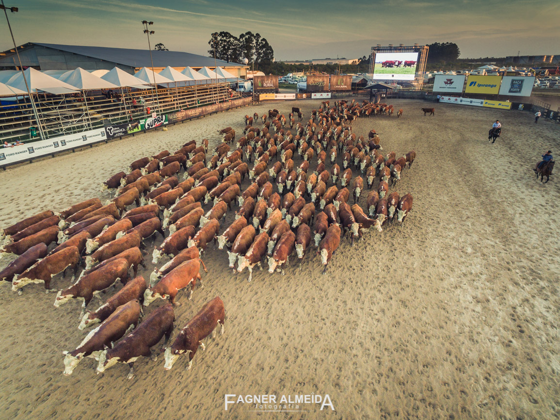 Cow Sense, a habilidade dos cavalos para o manejo de bovinos e o desempenho em competições