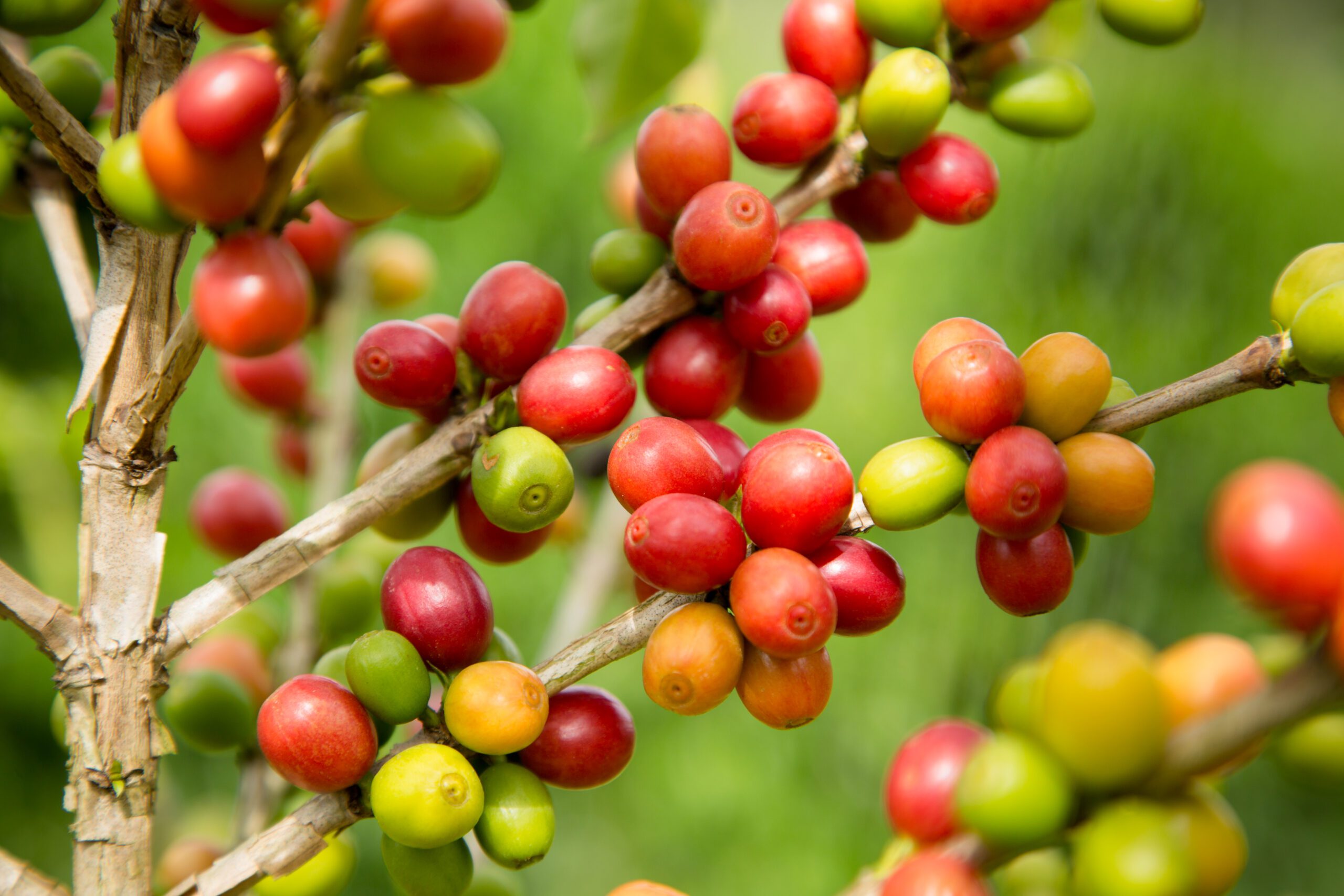 Estudo avaliou como o estresse hídrico impacta o café arábica do Cerrado brasileiro