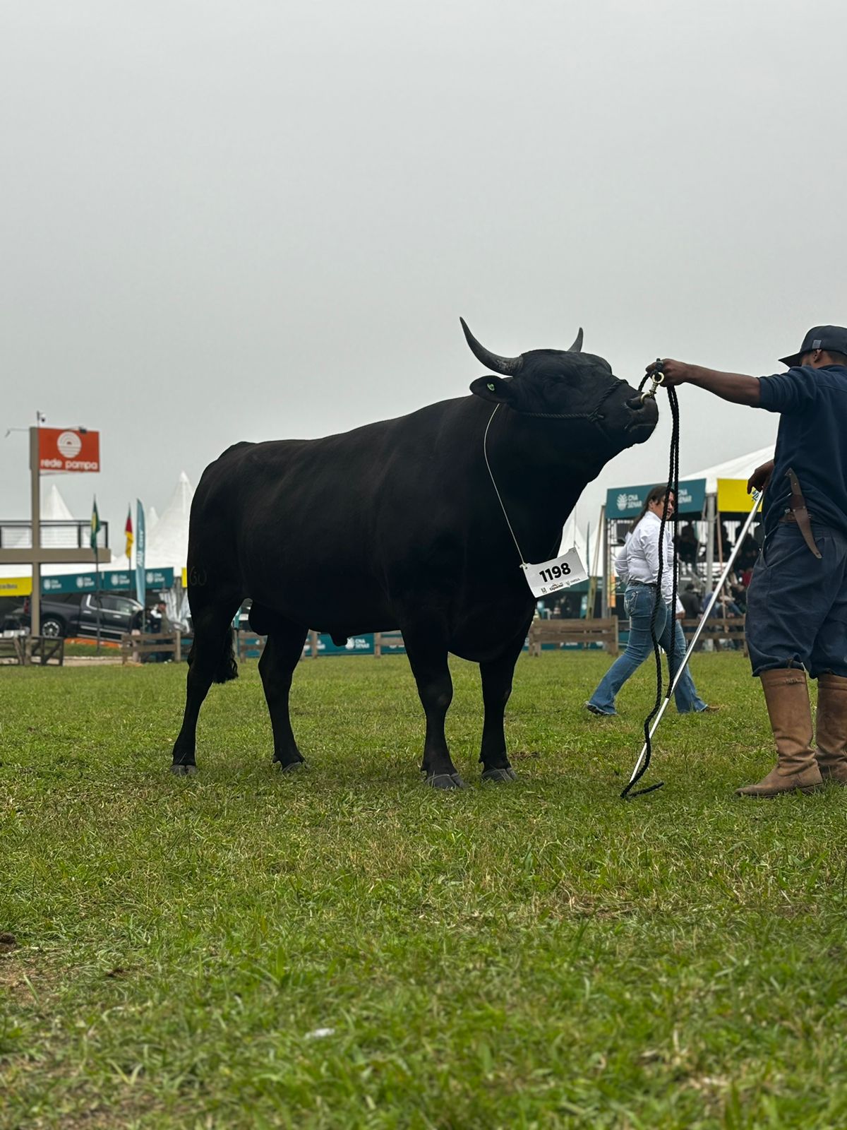 ABS contrata touro da raça Wagyu, que produz a carne mais nobre do mundo