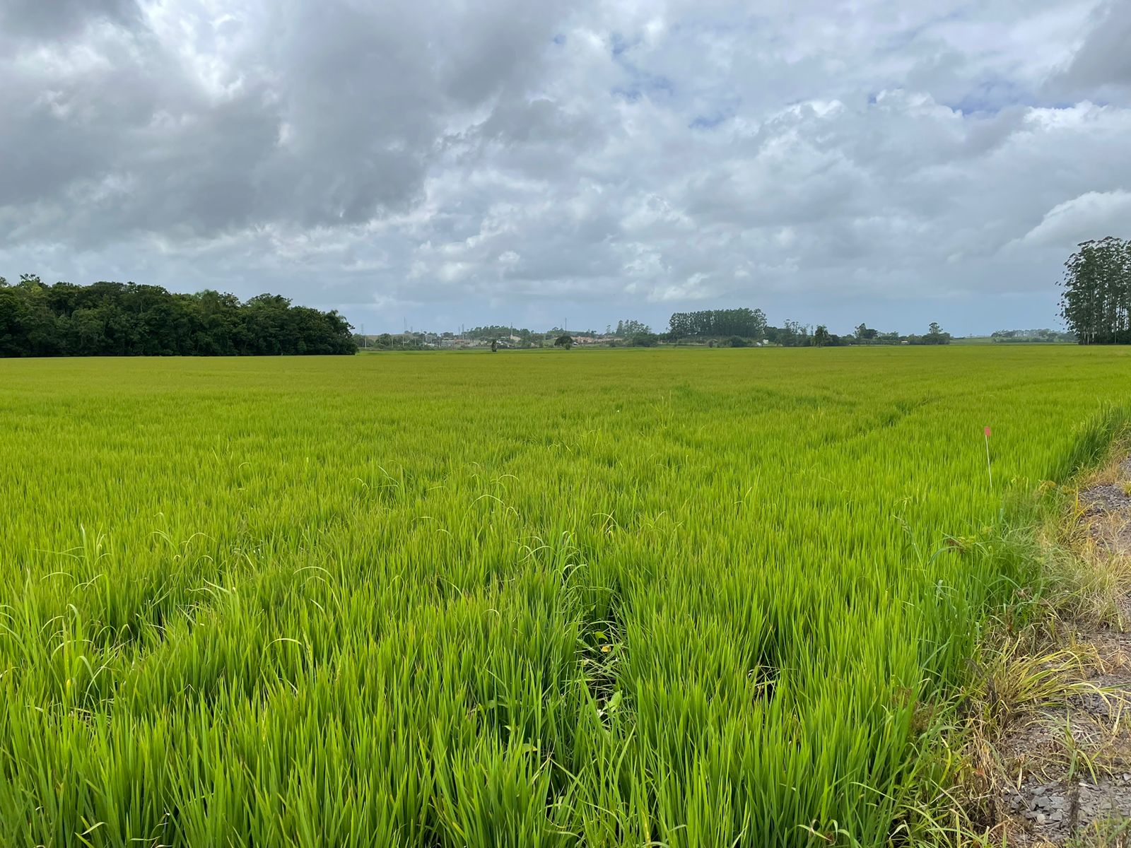 SulfaBor auxilia no aumento da produtividade do arroz irrigado