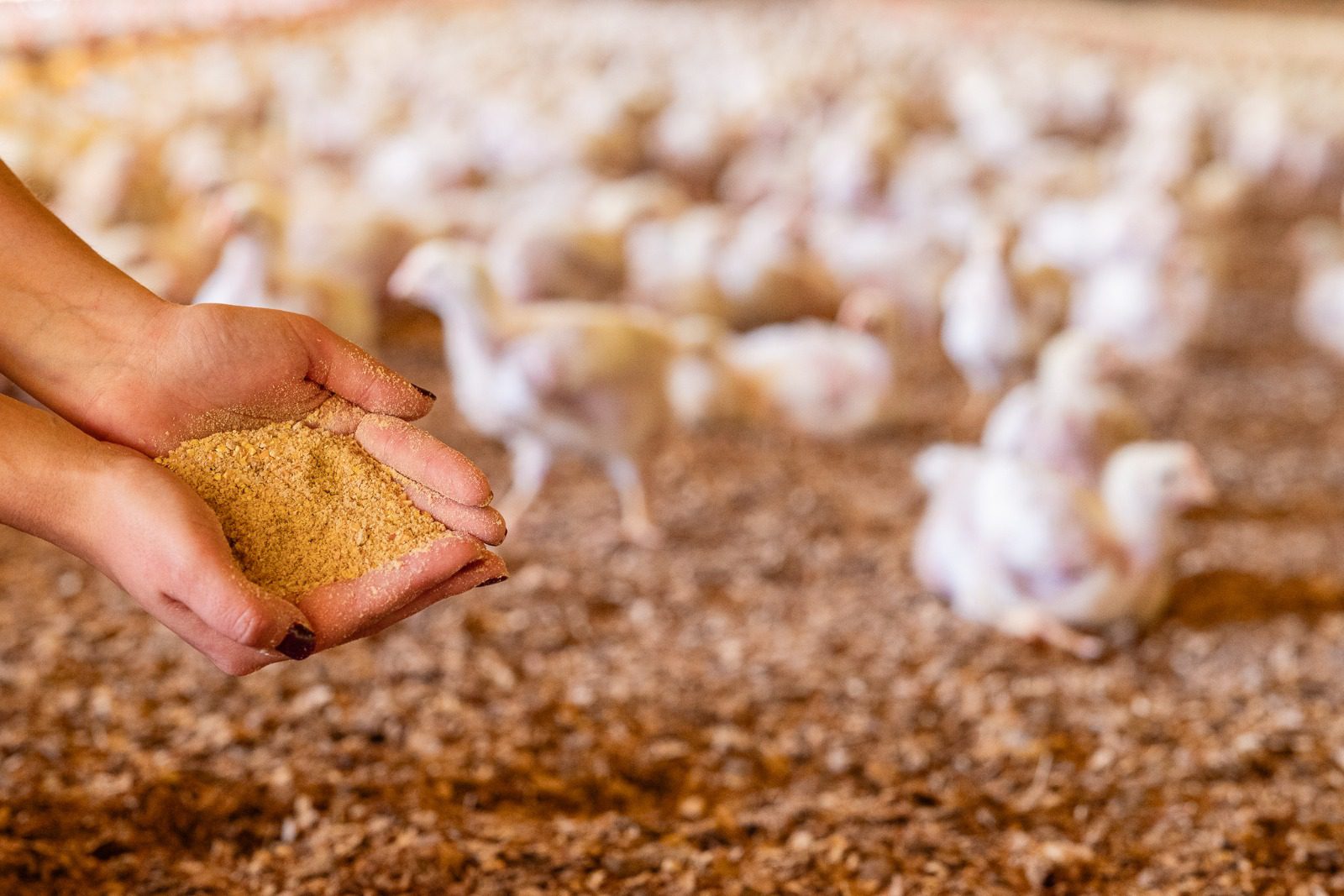 Qualidade de matérias-primas da ração é imprescindível para o bom desempenho zootécnico de aves